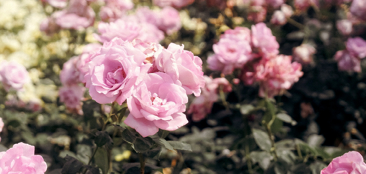 47cbd5ae1cd6b1bc289570483af93f77_1754415586_37.jpg 47cbd5ae1cd6b1bc289570483af93f77_1754415586_37.jpg