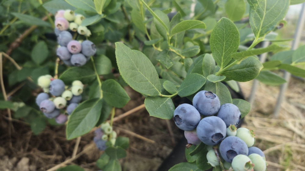 29f317af8c5f6525ada83d7ef129615e_1757487321_61.jpg 29f317af8c5f6525ada83d7ef129615e_1757487321_61.jpg