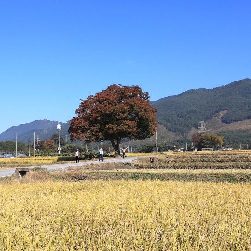 지리산둘레길 구간 [구례]방광-산동