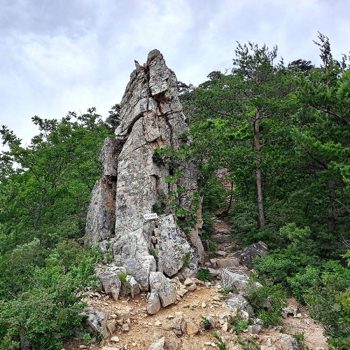 대관령숲길 제왕산등산로 개별숲길코스