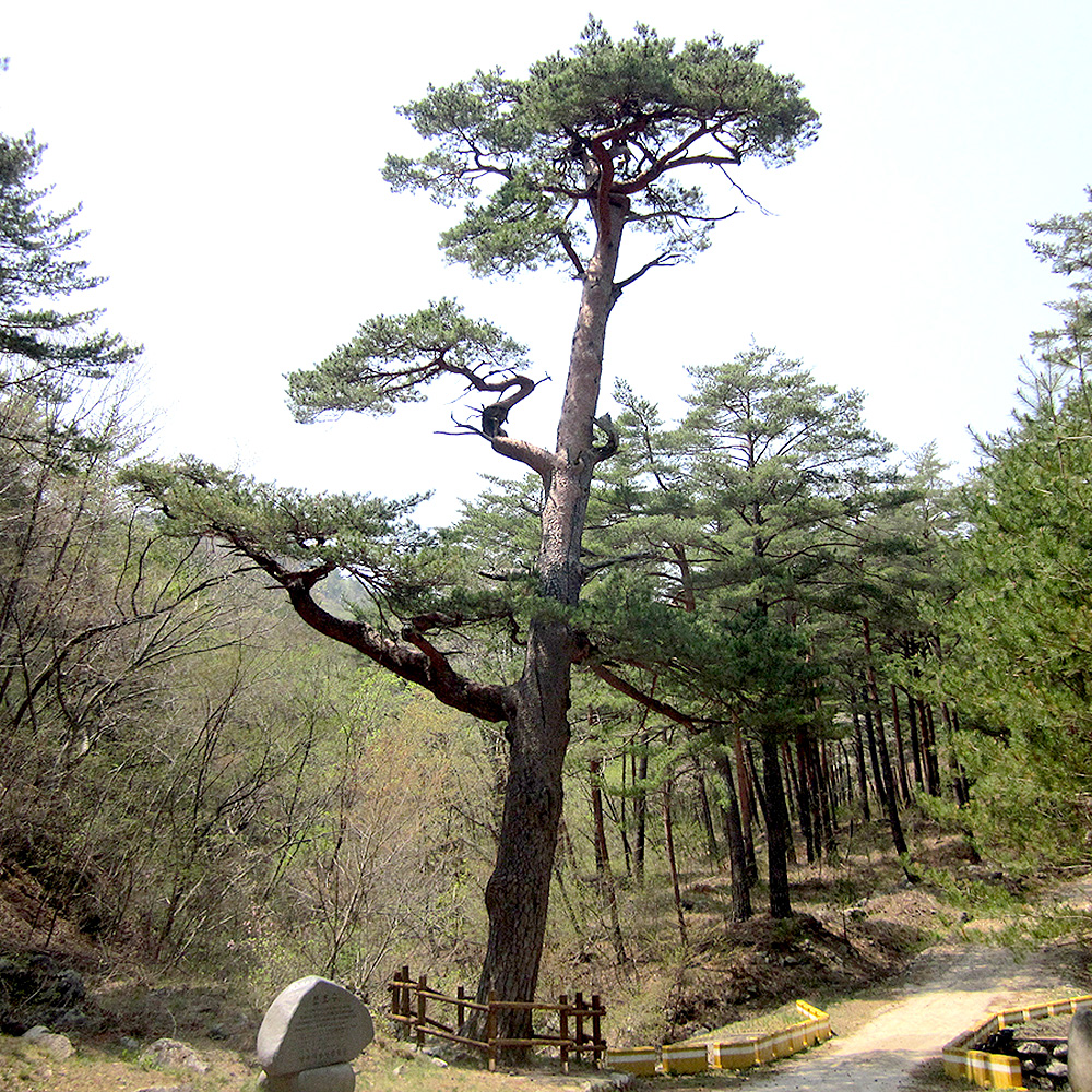 울진금강소나무숲길