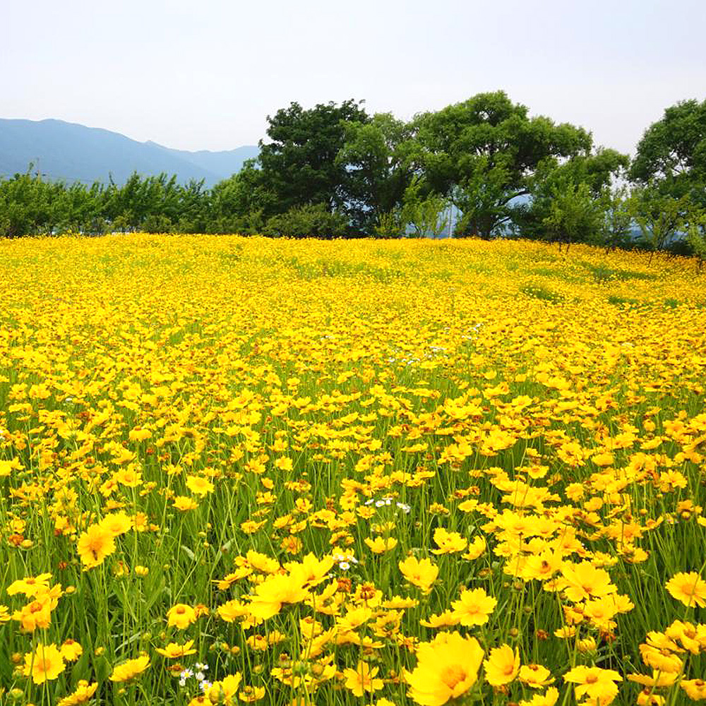 해안야생화공원