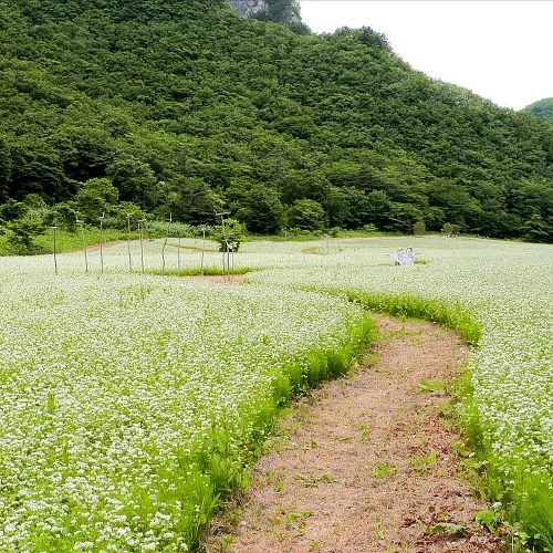 나리분지메밀밭