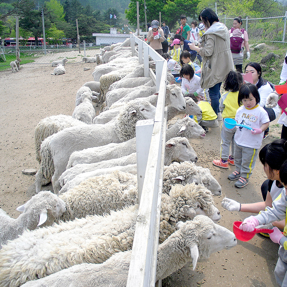 삼산테마파크 소금강양떼목장