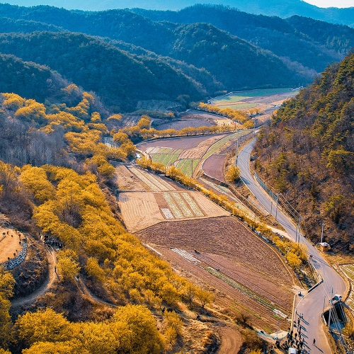 산수유마을꽃맞이행사
