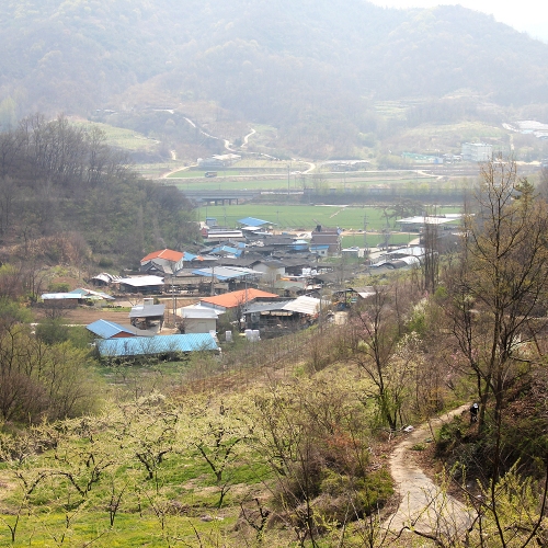 의성안평자두마을