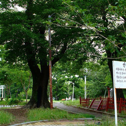 흥해이팝나무군락지