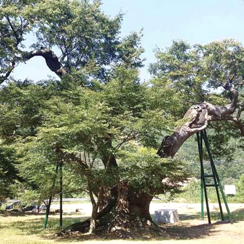 포항 마북리느티나무