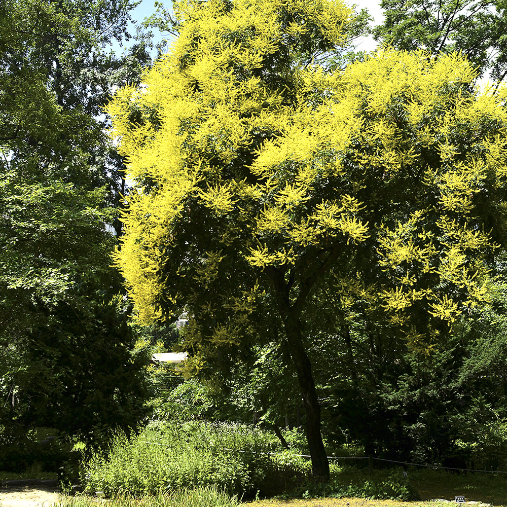 포항 발산리모감주나무 병아리꽃나무군락