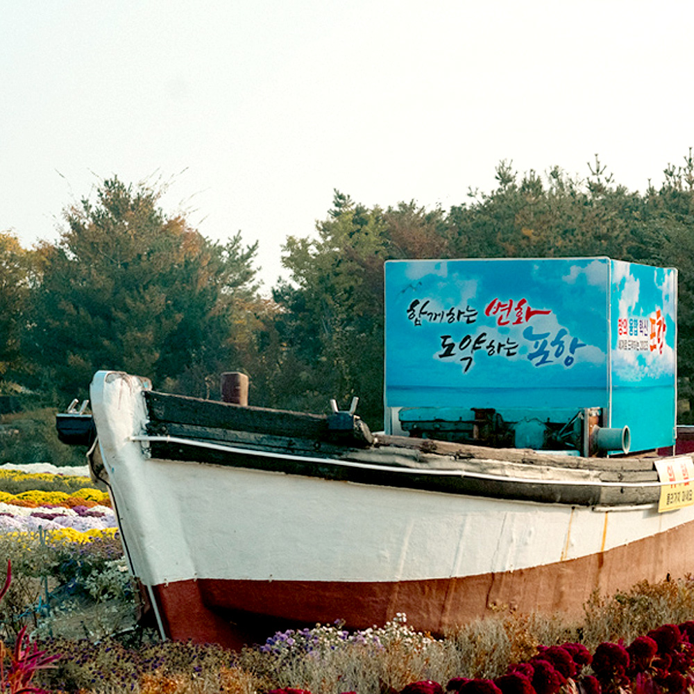 뱃머리마을 국화꽃축제