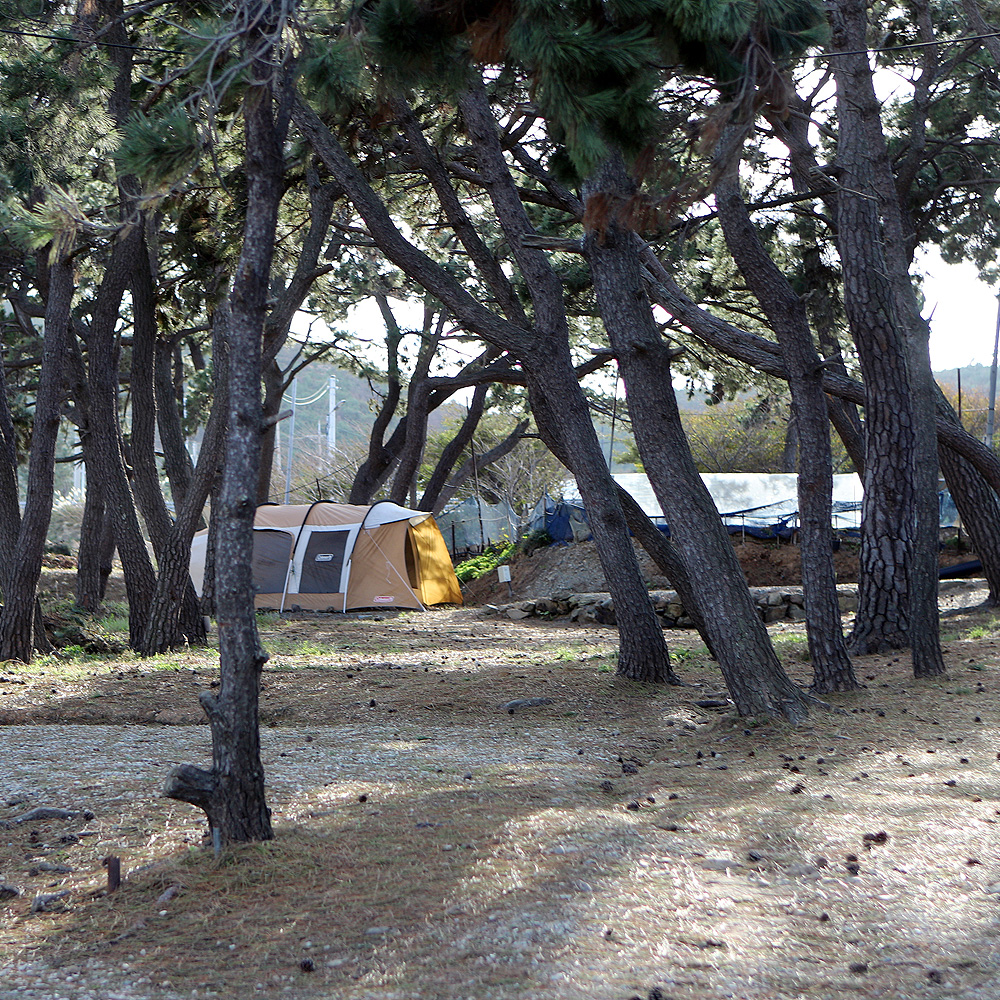 그린오토캠핑장