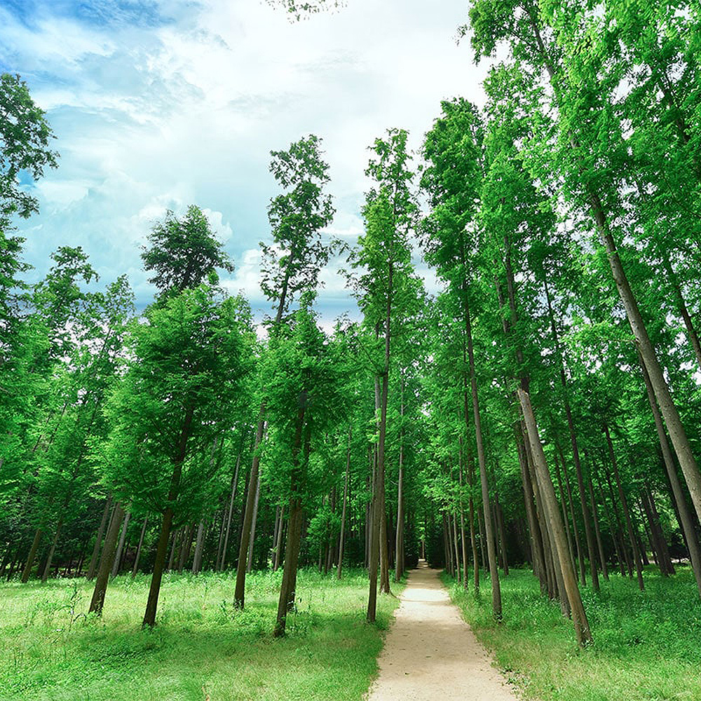 메타세콰이어숲