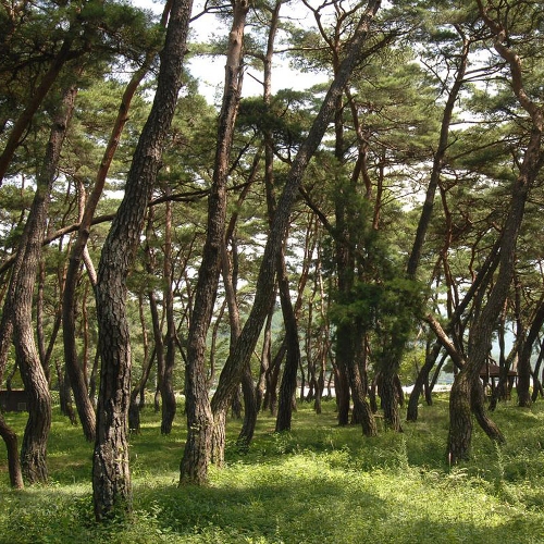 목계솔밭
