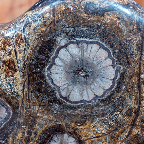 청송구과상유문암(꽃돌)