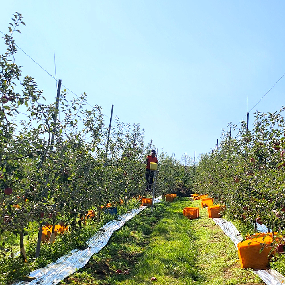 청송꿀사과농장