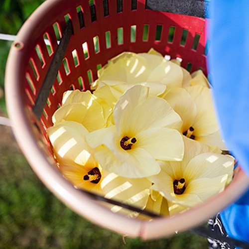 황금해바라기농원