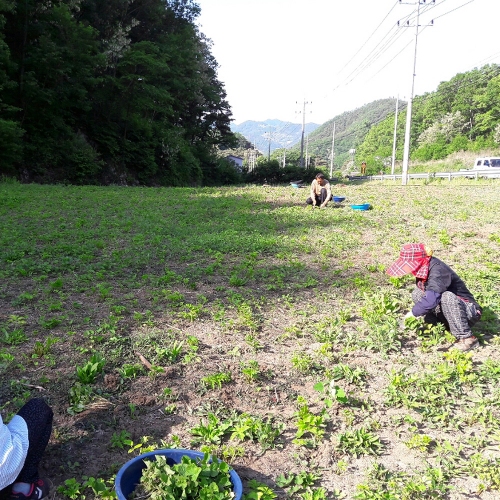 봄푸름산내음농장