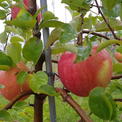 청송사과자연농원