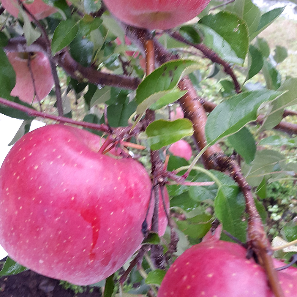 청송탕갓봉으뜸사과농원