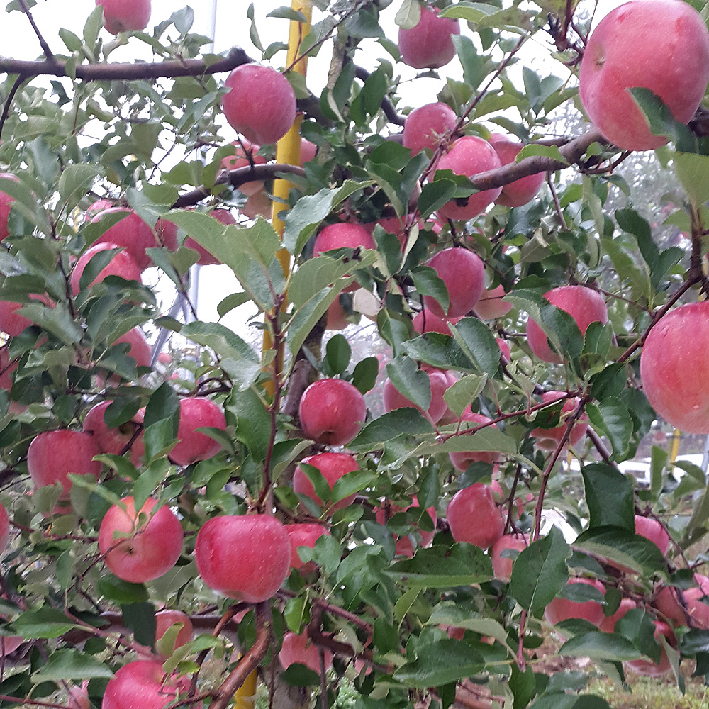 청송탕갓봉으뜸사과농원