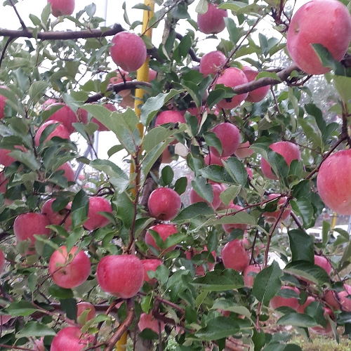 청송탕갓봉으뜸사과농원