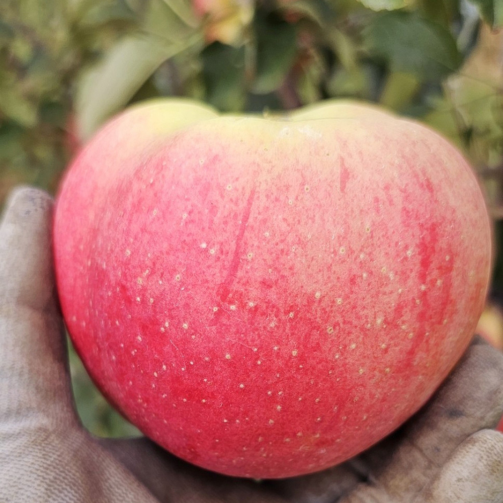 청송황금사과원