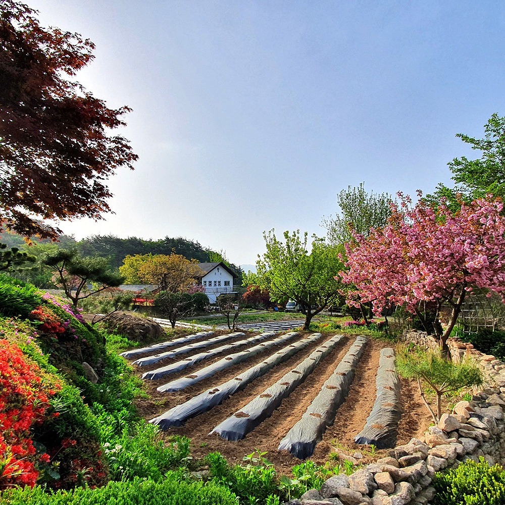 문경오미자체험촌