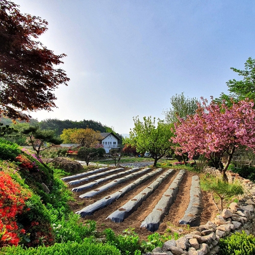 문경오미자체험촌