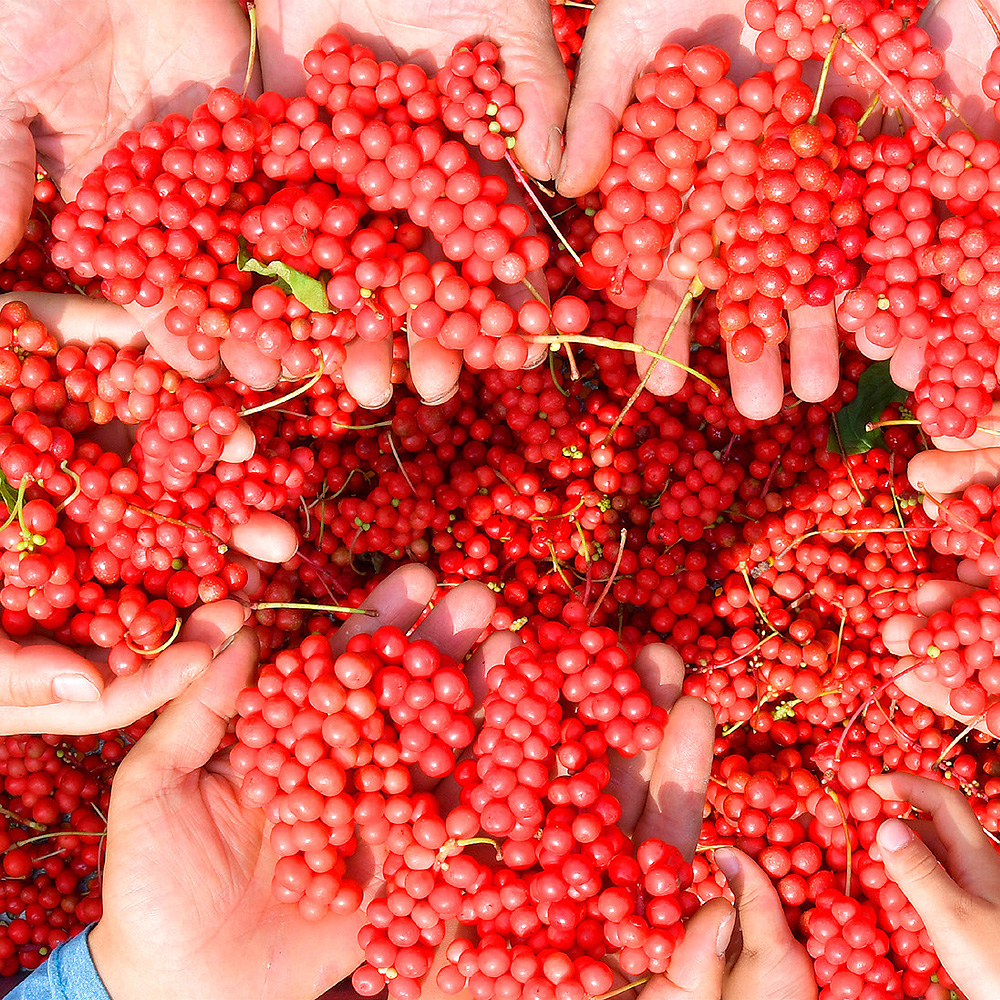 문경오미자축제