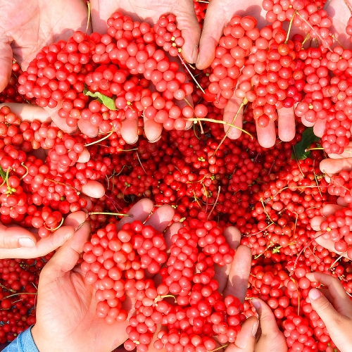 문경오미자축제