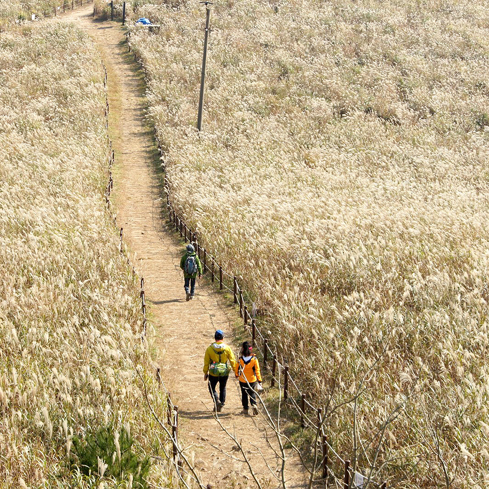 동대봉산 무장봉억새군락지