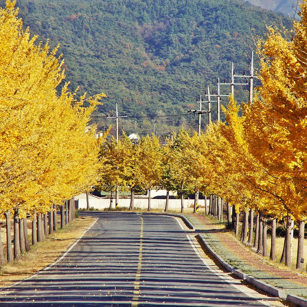 통일전 은행나무길