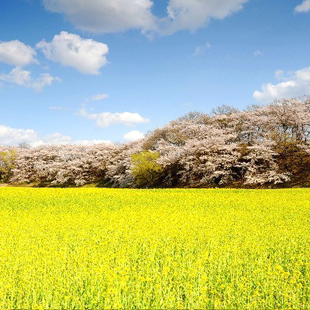 동부사적지구 꽃단지