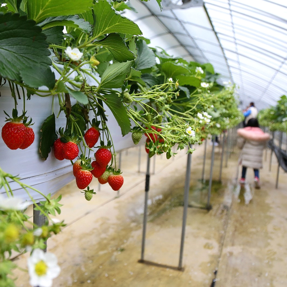 키즈베리 딸기체험장