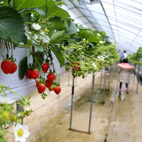 키즈베리 딸기체험장