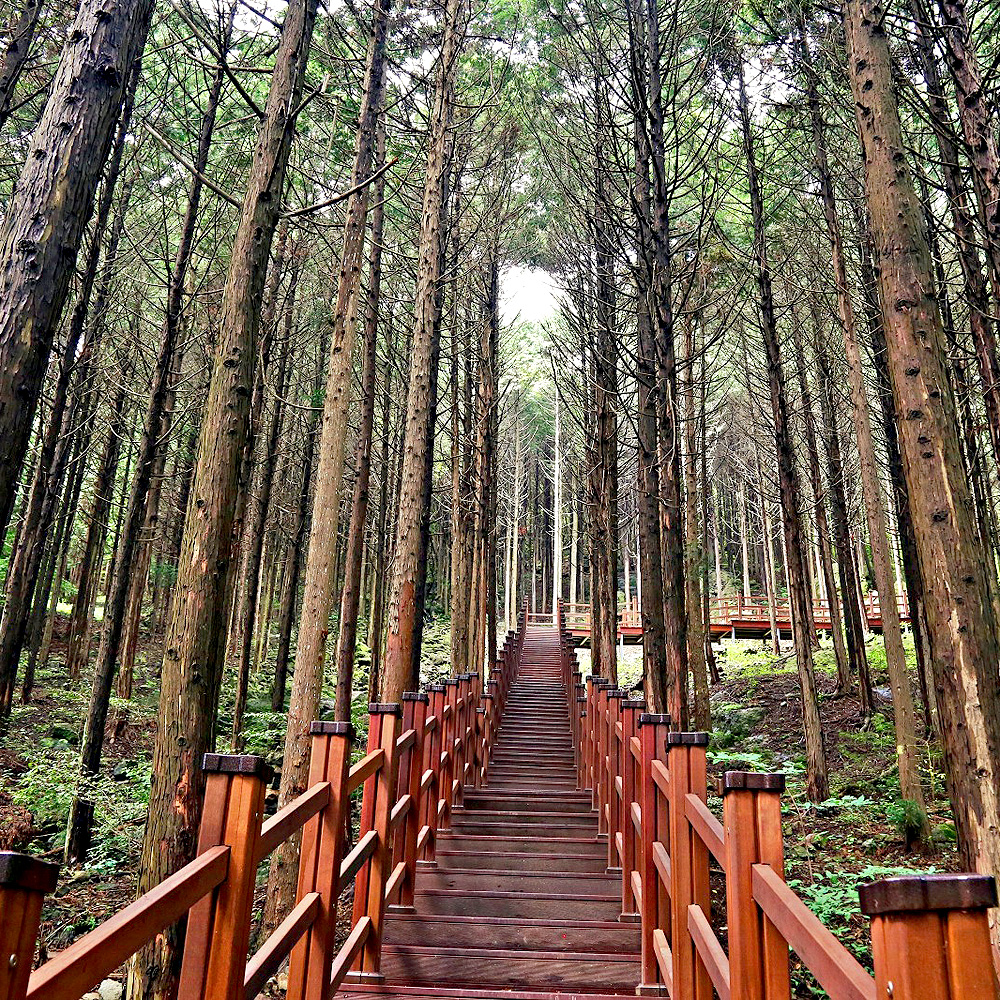 건천편백나무숲