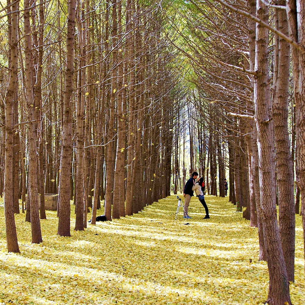 도리마을 은행나무숲