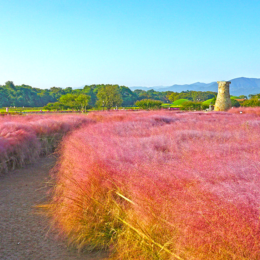 첨성대 핑크뮬리