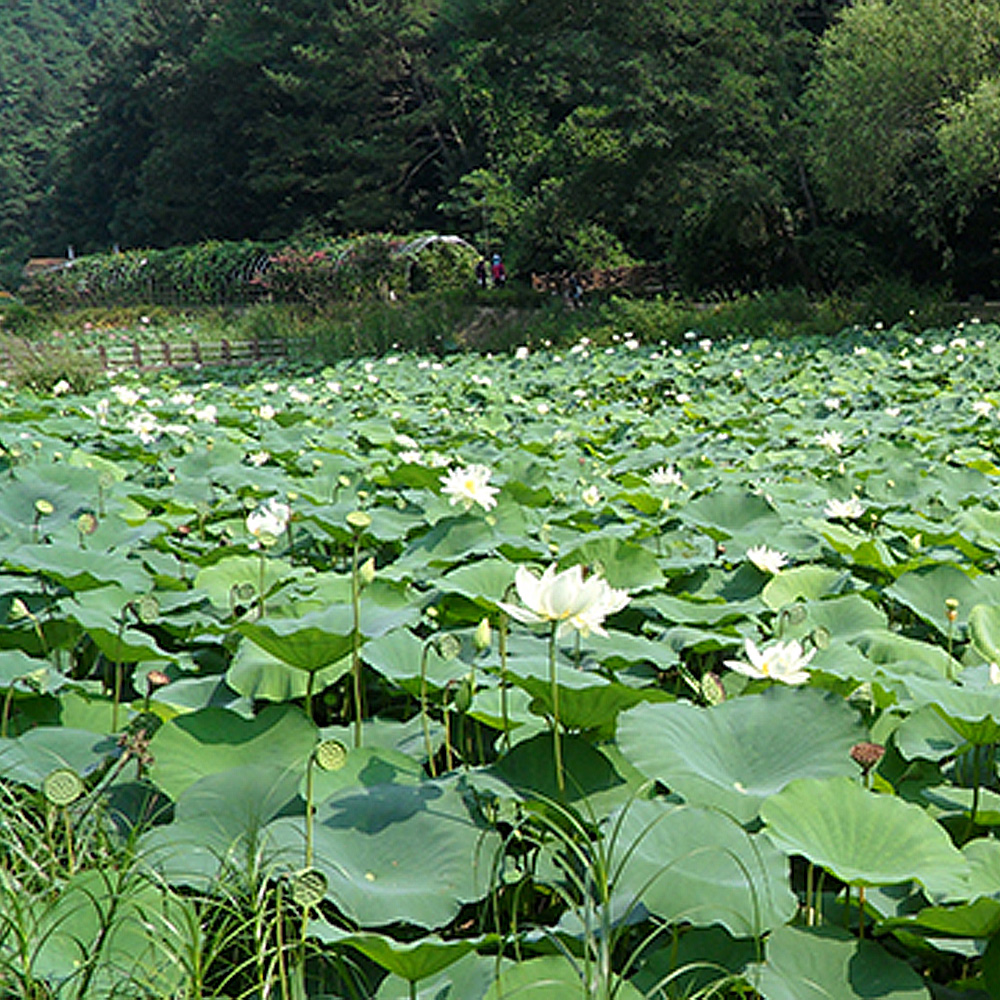 경상북도 포항시 북구 양학동행정복지센터